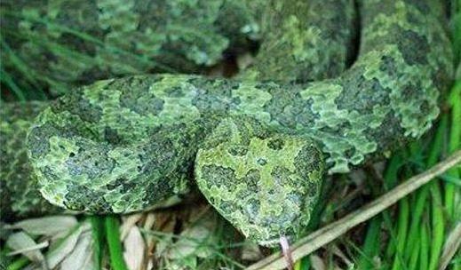 世界上最貴的毒蛇莽山烙鐵頭蛇 價(jià)格高達(dá)百萬美元中國(guó)特有品種