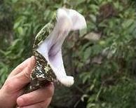 世界上最貴的毒蛇莽山烙鐵頭蛇 價(jià)格高達(dá)百萬美元中國(guó)特有品種