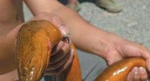 世界上最大的魚(yú) 鯨鯊長(zhǎng)達(dá)20米