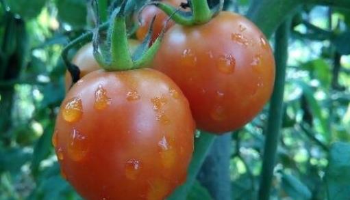世界上最大的西紅柿 重達8斤的超大番茄打破世界紀錄