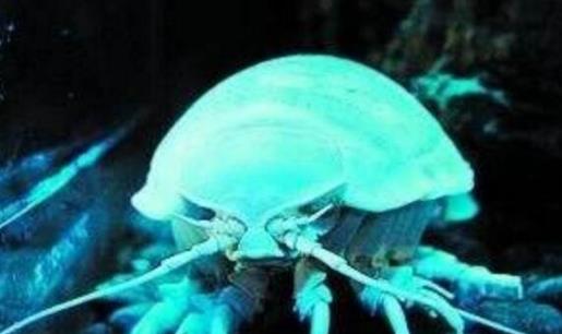 世界上最古老的生物 巨型木虱1.6億年至今沒發(fā)生變化