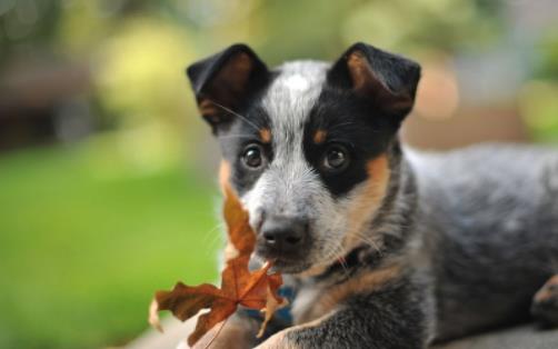世界上壽命最長的狗 一澳洲牧牛犬壽命長達(dá)30歲
