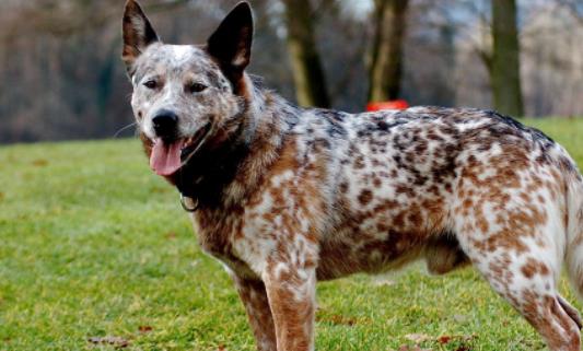 世界上壽命最長的狗 一澳洲牧牛犬壽命長達(dá)30歲