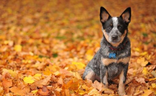 世界上壽命最長的狗 一澳洲牧牛犬壽命長達(dá)30歲