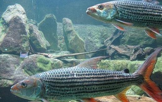 世界上最大的食人魚(yú) 黃金猛魚(yú)體長(zhǎng)133厘米重50千克