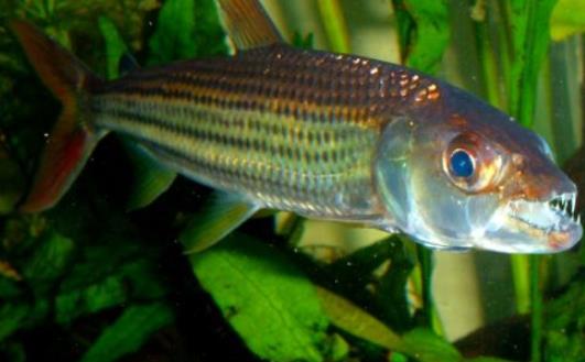 世界上最大的食人魚(yú) 黃金猛魚(yú)體長(zhǎng)133厘米重50千克