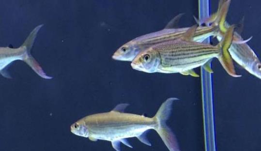 世界上最大的食人魚(yú) 黃金猛魚(yú)體長(zhǎng)133厘米重50千克
