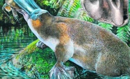 世界上最原始的哺乳動物 鴨嘴獸在2500萬年前就已出現(xiàn)