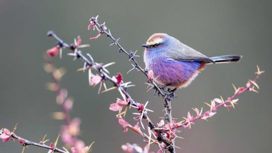 世界上最美的雀 花彩雀鶯小巧圓潤(rùn) 羽毛五彩斑斕