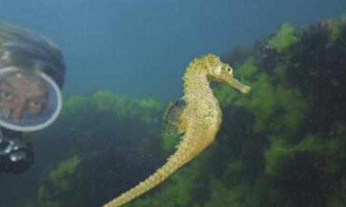 世界上游得最慢的魚(yú) 海馬每分鐘僅游1至3米