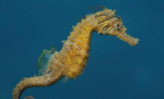 世界上游得最慢的魚(yú) 海馬每分鐘僅游1至3米