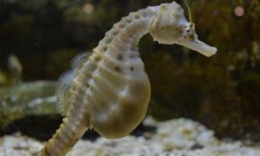 世界上游得最慢的魚(yú) 海馬每分鐘僅游1至3米