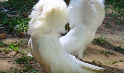 世界上最時髦的鳥 雅各賓鴿號稱最時髦“貴婦”