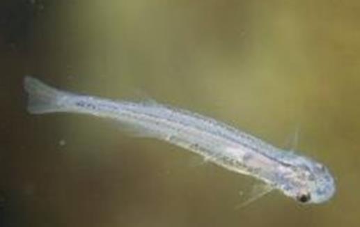 世界上最恐怖的鯰魚 吸血魚能夠鉆進人的尿道 吸取人體血液