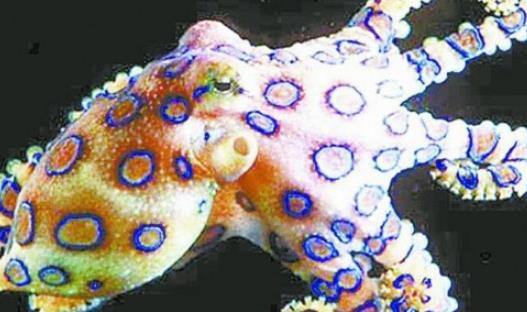世界上最毒的章魚 一只藍(lán)環(huán)章魚能在幾分鐘內(nèi)毒死26人