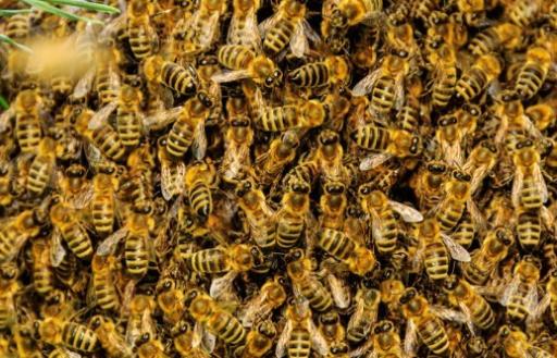 世界上最危險的蜜蜂 非洲殺人蜂已經(jīng)螫死了1000多人