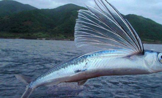 世界上飛的最遠(yuǎn)的魚(yú) 飛魚(yú)擁有翼狀胸鰭 能在水面滑翔400多米