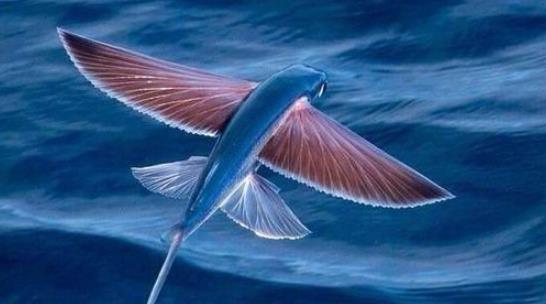 世界上飛的最遠(yuǎn)的魚(yú) 飛魚(yú)擁有翼狀胸鰭 能在水面滑翔400多米