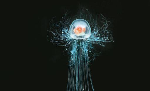 世界上最長(zhǎng)壽的動(dòng)物 燈塔水母可以返老還童 獲得無(wú)限壽命