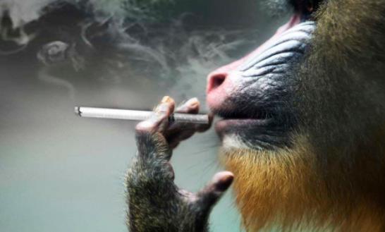 世界上最大的猴子 山魈體長(zhǎng)半米多 面孔似鬼魅