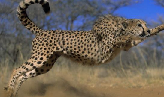 世界上跑的最快的動物 獵豹奔跑時最高時速達(dá)120公里