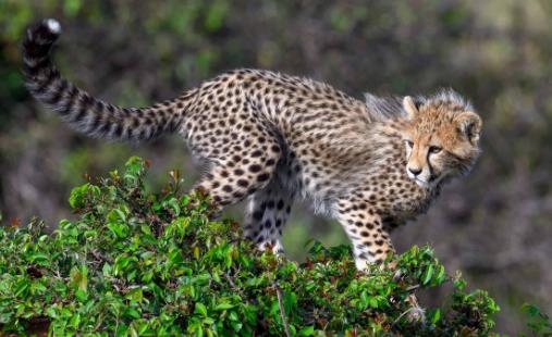 世界上跑的最快的動物 獵豹奔跑時最高時速達(dá)120公里