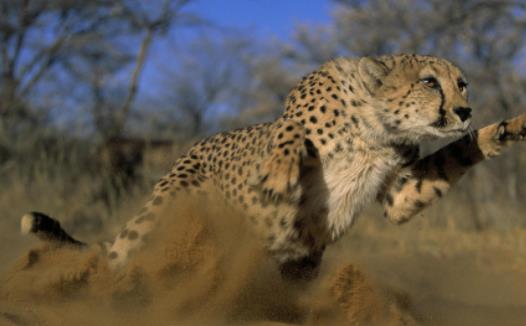 世界上跑的最快的動物 獵豹奔跑時最高時速達(dá)120公里