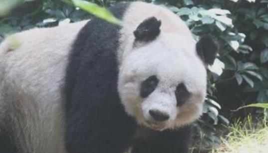 世界上最長壽的大熊貓 活了38歲相當(dāng)于人類110歲