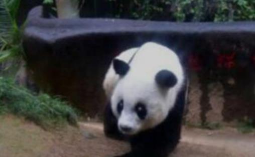 世界上最長壽的大熊貓 活了38歲相當(dāng)于人類110歲