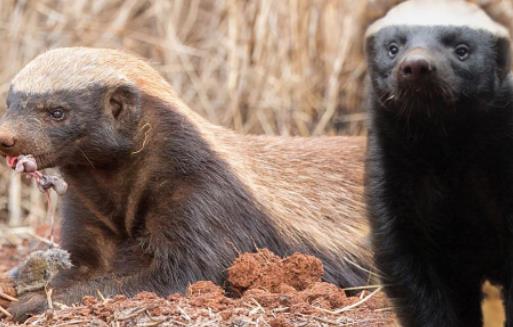 世界上最大膽的動物 蜜獾堪稱動物界中的貝爺