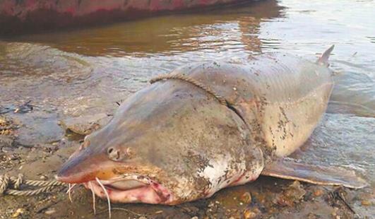 中國(guó)最大的淡水魚(yú) 黑龍江最大鰉魚(yú)500公斤
