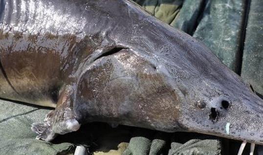 中國(guó)最大的淡水魚(yú) 黑龍江最大鰉魚(yú)500公斤