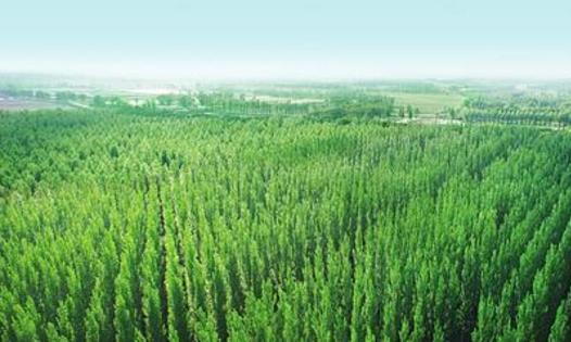 中國最大的造林工程 三北防護(hù)林總面積406.9萬平方公里
