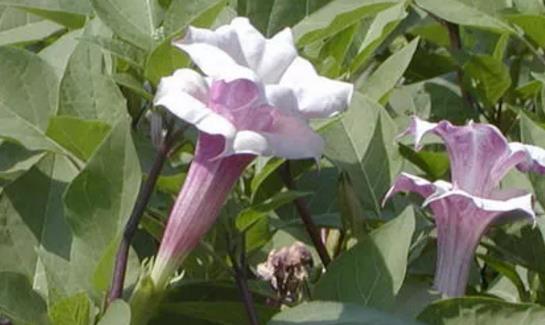世界最早的麻醉藥 華佗創(chuàng)制的麻沸散用于外科手術(shù)
