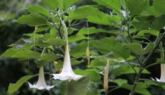 世界最早的麻醉藥 華佗創(chuàng)制的麻沸散用于外科手術(shù)