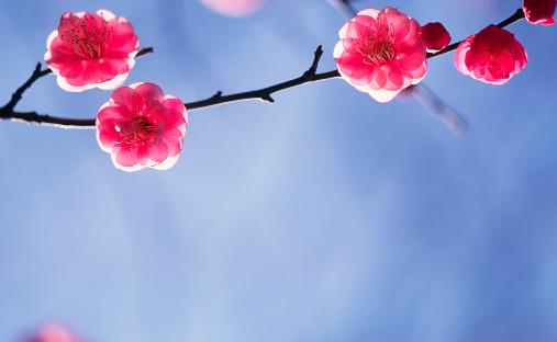 世界壽命最長(zhǎng)的梅花 黃梅縣的晉代梅花