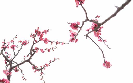 世界壽命最長(zhǎng)的梅花 黃梅縣的晉代梅花