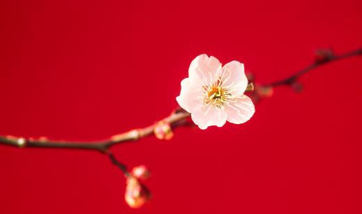 世界壽命最長(zhǎng)的梅花 黃梅縣的晉代梅花