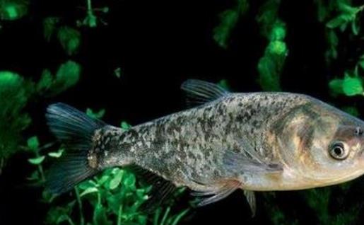 世界最早的養(yǎng)魚專著 《養(yǎng)魚經(jīng)》此書距今已2500年