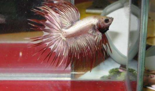 世界上最好看的魚(yú) 冠尾魚(yú)有美麗的鰭