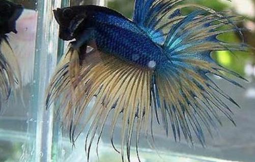 世界上最好看的魚(yú) 冠尾魚(yú)有美麗的鰭