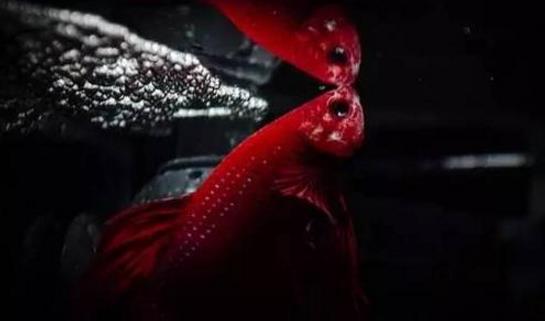 世界上最好看的魚(yú) 冠尾魚(yú)有美麗的鰭