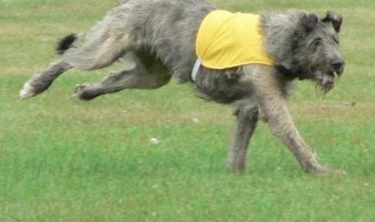 世界上最高的犬種 愛爾蘭獵狼犬一般身高71-90cm