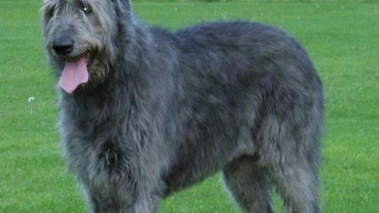 世界上最高的犬種 愛爾蘭獵狼犬一般身高71-90cm