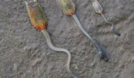 世界上最古老的生物 舌形貝起源于寒武紀(jì)以前