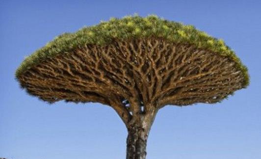 世界上最老的樹 龍血樹年齡已高達(dá)8000歲