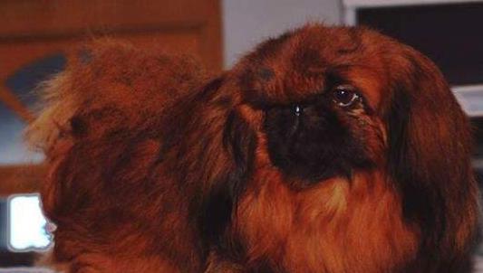 世界上最稀少最珍貴的狗 鷹叭犬?dāng)?shù)量比大熊貓還要稀少