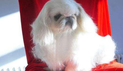 世界上最稀少最珍貴的狗 鷹叭犬?dāng)?shù)量比大熊貓還要稀少
