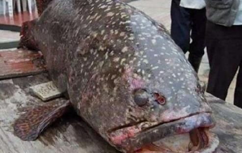 世界上最大的龍躉魚 馬來西亞漁民捕獲400斤龍躉王