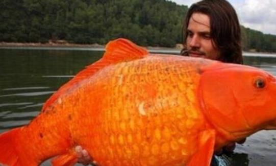 世界上最大的金魚 法國南部湖泊驚現(xiàn)27斤巨型金魚